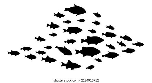 Silhouettes of groups of  fishes on white. Vector