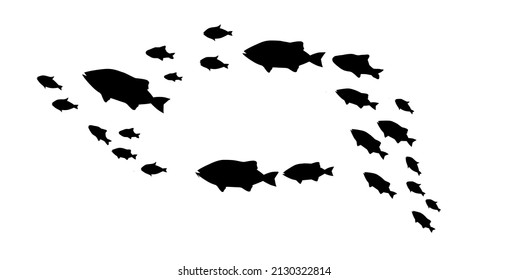 Silhouettes of groups of  fishes on white. Vector