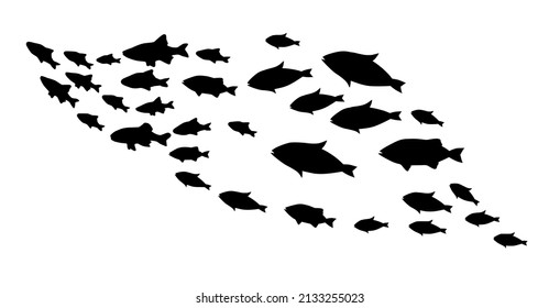 Silhouettes of groups of  fishes on white. Vector