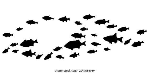 Silhouettes of groups of  fishes on white. Vector