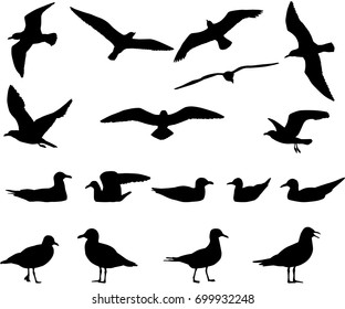 Silhouettes of gulls flying and floating on water