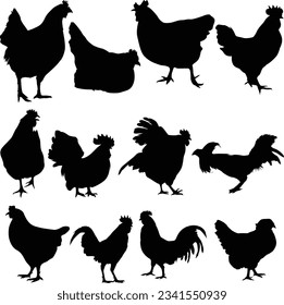 Silhouettes of hen chicken. Rooster hen vector silhouette