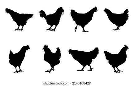 Silhouettes of hen chicken. vector Illustration