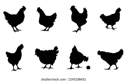 Silhouettes of hen chicken. vector Illustration