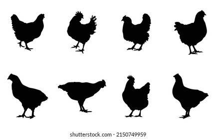 Silhouettes de pollo de gallina. ilustración vectorial