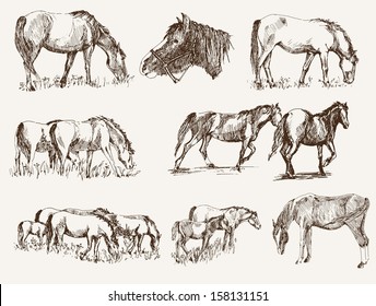 silhouettes of horses. set of vector sketches