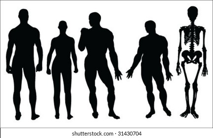 silhouettes of human body and skeleton vector collection