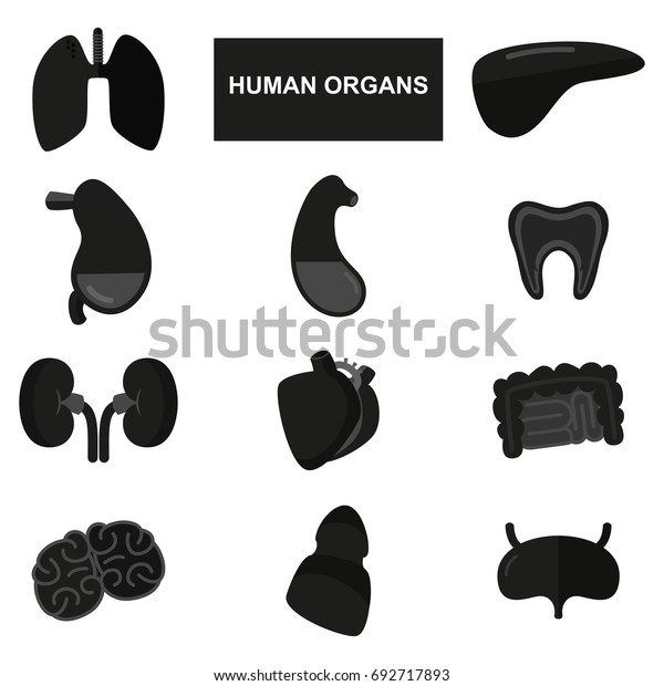 Silhouettes Human Organs On White Background Stock Vector (Royalty Free ...