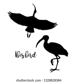 Silhouettes of ibis. Set of icons. Flying and standing bird. Line graphic design. Black and white image. Vector illustration.