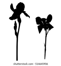 Silhouettes of to iris flowers isolated on white