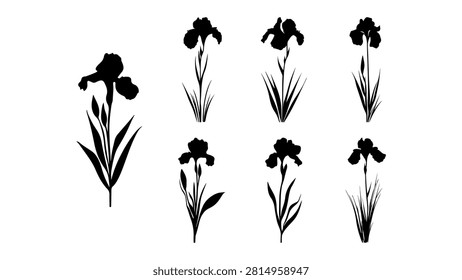 Silhouettes of iris flowers showcasing different growth stages and arrangements, emphasizing natural beauty and botanical diversity.
