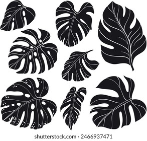 silhouettes of leaf monstera set. Vector illustration on white background, leaves collection