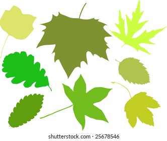 Silhouettes of leaves