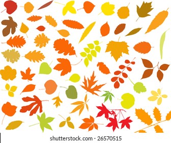 Silhouettes of leaves