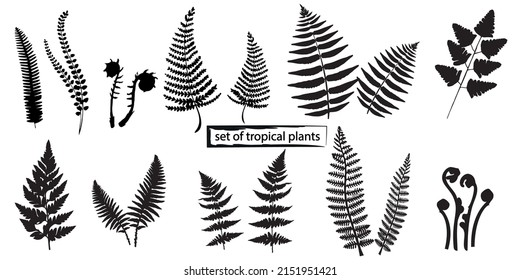 Silhouettes leaves of fern, a large set of tropical plants, all images are isolated, vector graphics