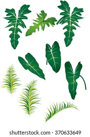 silhouettes of leaves,fern,A collection of hand drawn delicate decorative vintage leaf in black and white