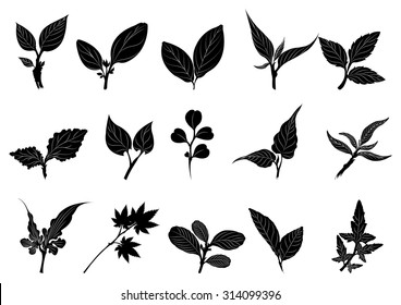 silhouettes of leaves,tree branch
