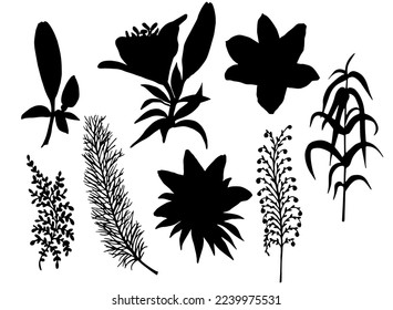 Silhouettes of Lyly flowers. Lily branches with flower buds. Vector collection of lilies.
