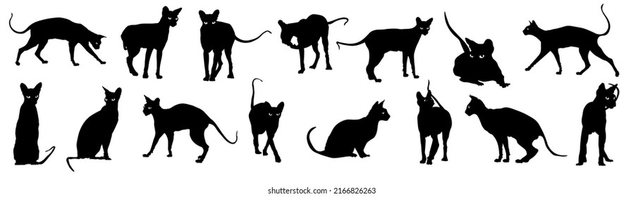 Silhouettes of many Sphynx cats on white background