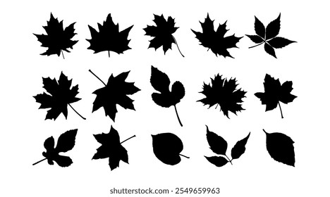 Silhouettes of maple and oak leaves isolated on a white background. Autumn foliage vector botanical illustration