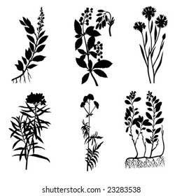 silhouettes of the medicinal plants on white background