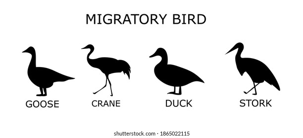 siluetas de aves migratorias.  ilustración vectorial.  silueta de ganso, grúa, pato, cigüeña.conjunto de aves