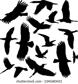 silhouettes of miscellaneous birds