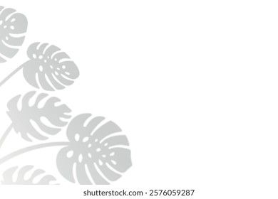 Silhouettes of monstera leaves, soft gray shadow on a white background, minimalist design.