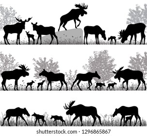 Silhouettes of mooses also named elks and its cubs outdoors