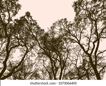 Silhouettes of the old trees in the forest