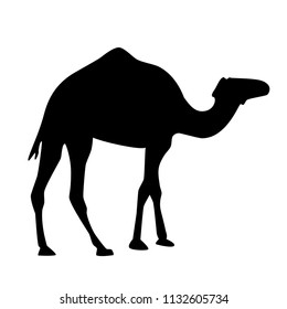 
Сamel Silhouettes on white background