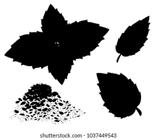Silhouettes of Oregano set vector. Isolated Oregano plant with leaves. Herbal engraved style illustration. Detailed organic product sketch. Cooking spicy ingredient Web site design