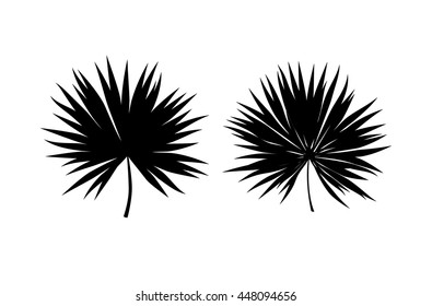 Silhouettes of palm leaves. Leaves of palm tree on white background. Nice element for your project.