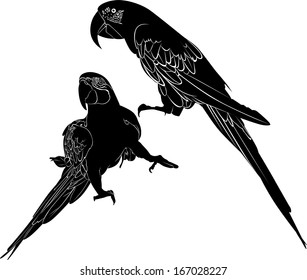 silhouettes of parrots isolated on white background