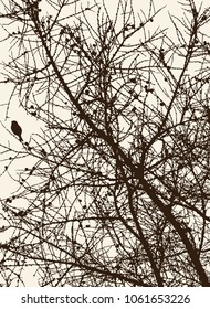 Silhouettes of pine branches in the cold season