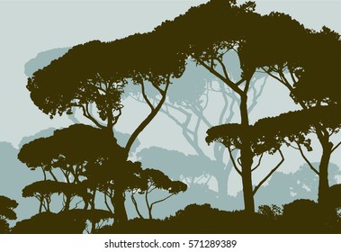 silhouettes of the pine forest