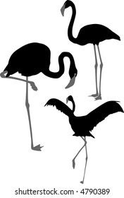 Silhouettes of pink flamingo