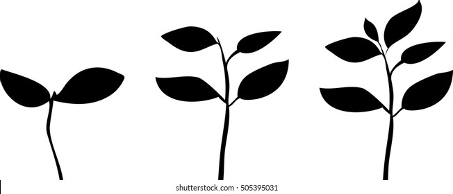 Silhouettes of plants 