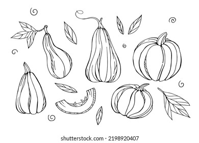 Siluetas de calabazas al estilo de doodle. Esbozo de calabazas. Elementos de la planta.