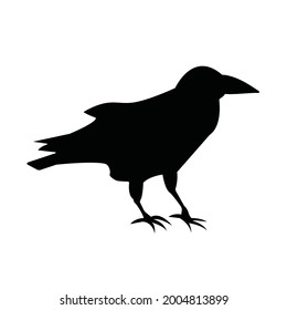 Silhouettes of raven.Isolated image on a white background. Black outline of birds for your design. Vector illustration