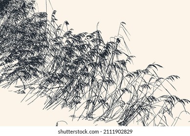 Silhouettes of reeds on the bank of a snowy winter river. vector illustration