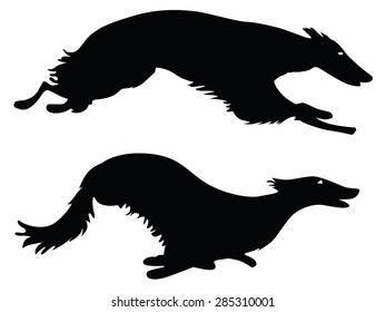 Silhouettes running Russian Borzoi Dogs, working dogs