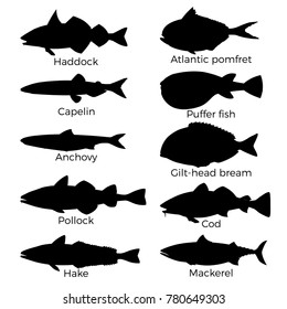 Silhouettes of saltwater fish. Vector illustration isolated on a white background