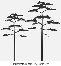 Silhouettes of scots pine isolated on gray background.