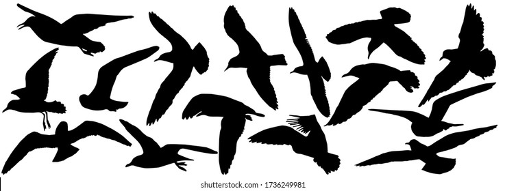 Silhouettes of seagull birds, set. Vector illustration