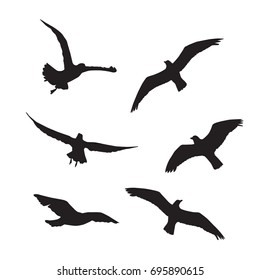 Silhouettes seagulls