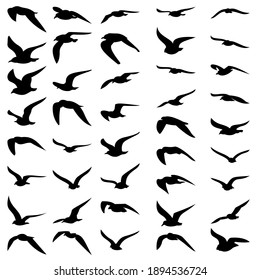 Silhouettes of seagulls in different poses. Vector illustration