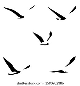 Silhouettes of seagulls flying birds isolated on white background. Flock, vector stock illustration.