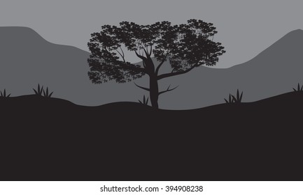 Silhouettes of shade trees