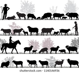 Silhouettes of sheeps, rams and lambs outdoors